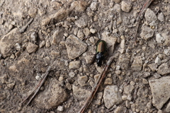 Pterostichus bicolor