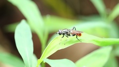 Xylota bicolor