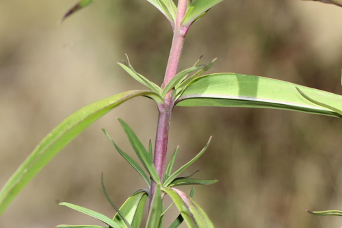 Gentian Beardtongue