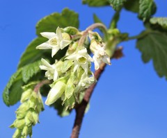 Ribes ciliatum