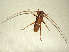 Eburiomorpha guttata