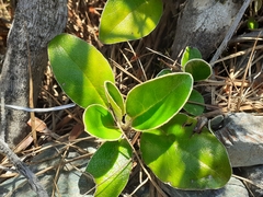 Brachyglottis buchananii