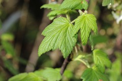 Ribes ciliatum