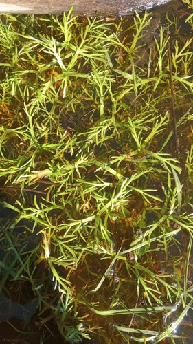 Krähenfuß-Laugenblume