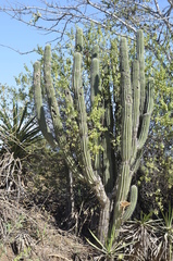 Pachycereus