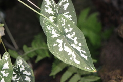 Caladium humboldtii