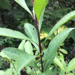 Noltea africana