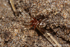 Steatoda ancorata