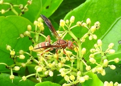 Polistes dorsalis californicus