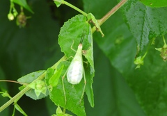 Oecanthus varicornis