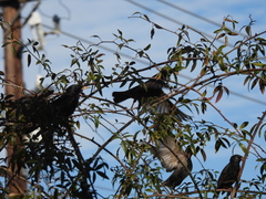 Sturnus vulgaris