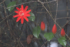 Passiflora coccinea