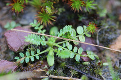 Ornithopus perpusillus