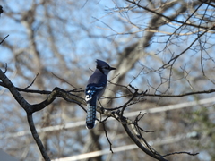 Cyanocitta cristata