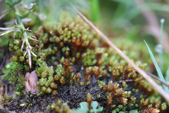 Imbribryum alpinum