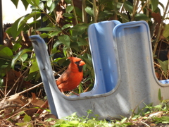 Cardinalis cardinalis