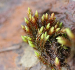 Imbribryum alpinum