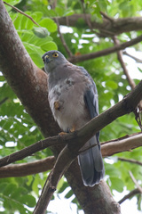 Accipiter rufitorques