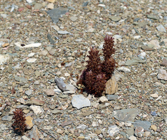 Aphyllon parishii parishii