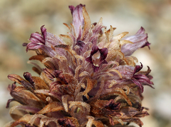 Aphyllon parishii parishii