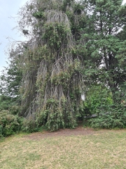 Cupressus pendula