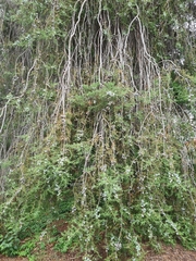 Cupressus pendula