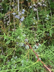 Cupressus pendula