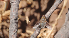 Paravilla hypoxantha