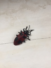 Coraliomela quadrimaculata