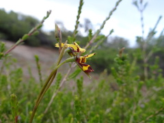 Diuris laxiflora