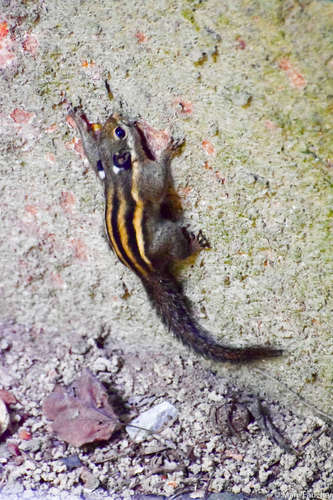 Himalayan Striped Squirrel, photo 4 of 10