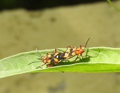 Oncopeltus guttaloides