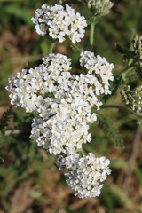 Achillea millefolium