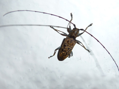 Acalolepta laevifrons