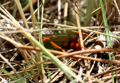 Tachypompilus erubescens