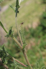 Achillea millefolium