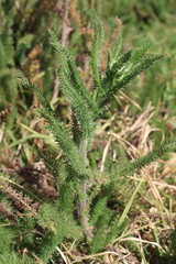 Achillea millefolium