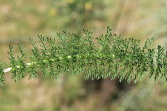 Achillea millefolium