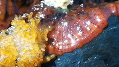 Nothogenia pulvinata