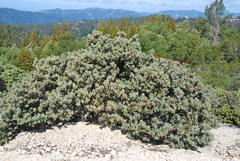 Arctostaphylos glutinosa