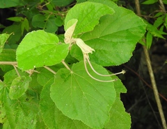 Helicteres baruensis