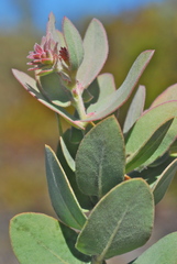 Arctostaphylos glutinosa