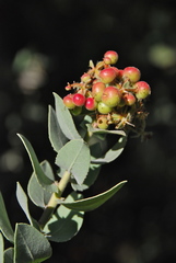Arctostaphylos glutinosa