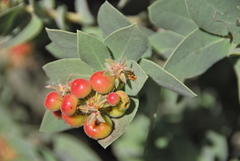 Arctostaphylos glutinosa