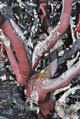 Arctostaphylos glutinosa