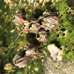 Megabalanus tintinnabulum