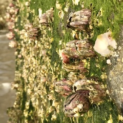 Megabalanus tintinnabulum