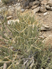 Cylindropuntia tesajo