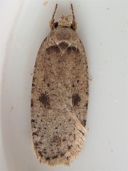 Agonopterix canadensis