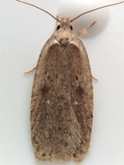Agonopterix nigrinotella